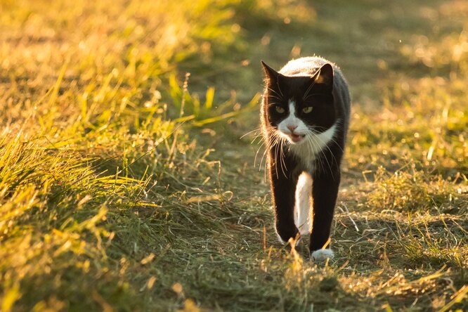 Мяуканье спасло жизнь: кот привёл спасателей к пропавшей пенсионерке