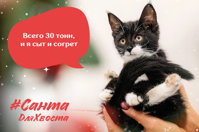 Постер с котом