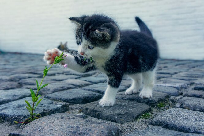 котенок играет