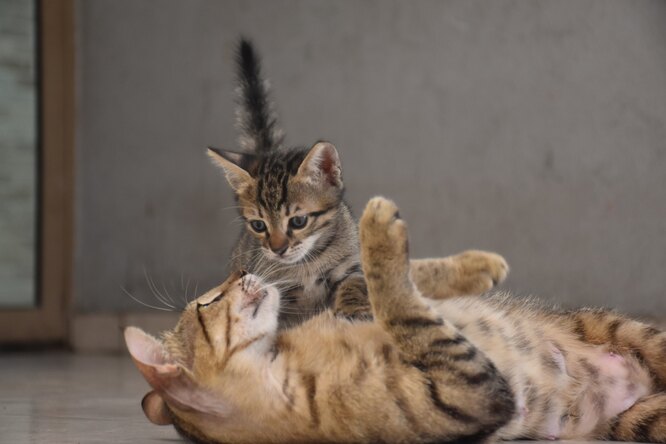 Кошка родила котят: три главных совета от эксперта, которые должен знать каждый