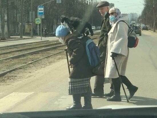 кошка ездит на пенсионерке верхом