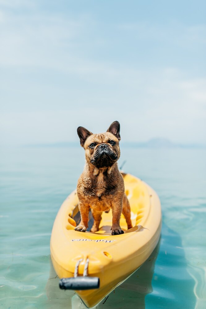 Французский бульдог на лодке в море