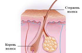 структура корня волоса