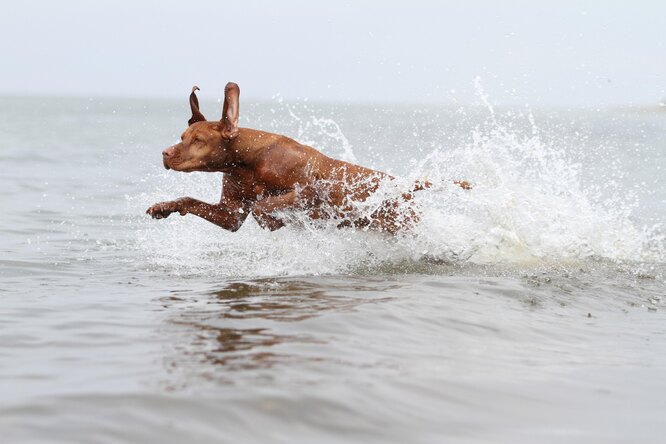 собака которая любит воду