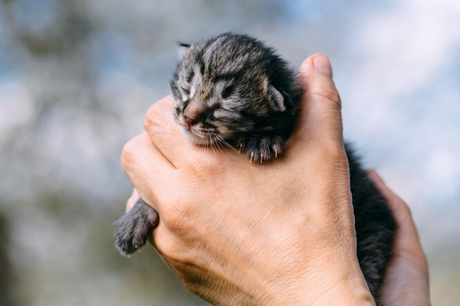 Кошка не принимает новорожденных котят: возможные причины