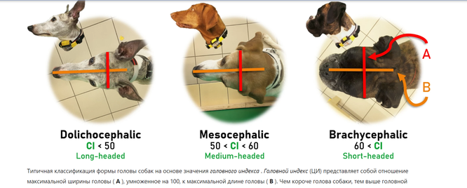 Иллюстрация связи пропорций морды с дружелюбностью собаки