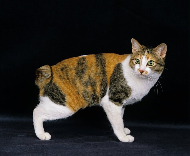 japanese bobtail