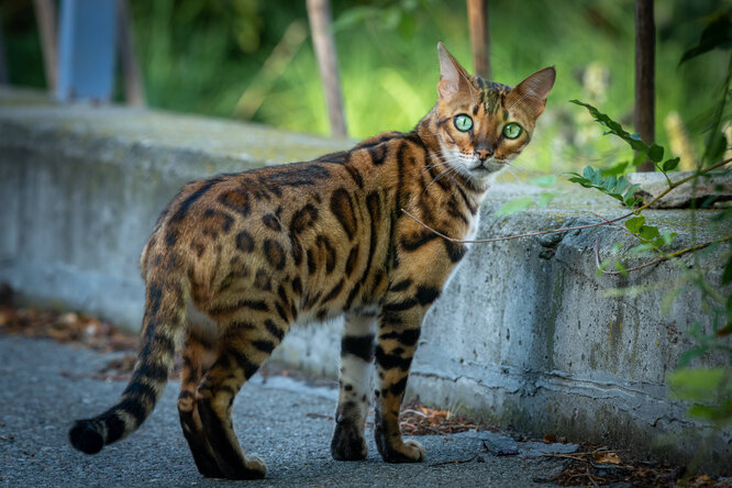 бенгальская кошка