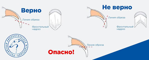 Как стричь собаке когти