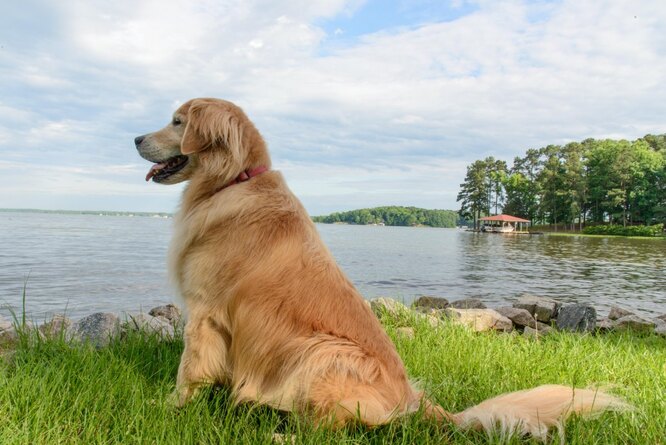 Golden retriever