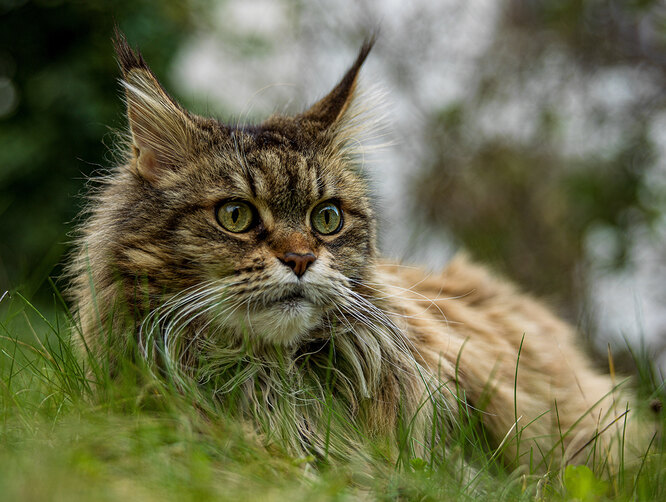 Сибирская кошка