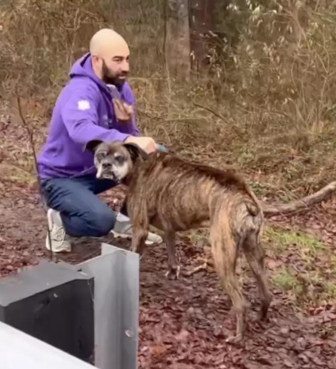 чудесное спасение собаки