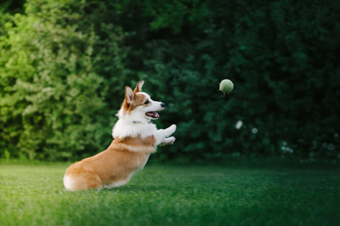 Welsh corgi pembroke