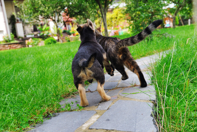 почему собаки гоняют кошек