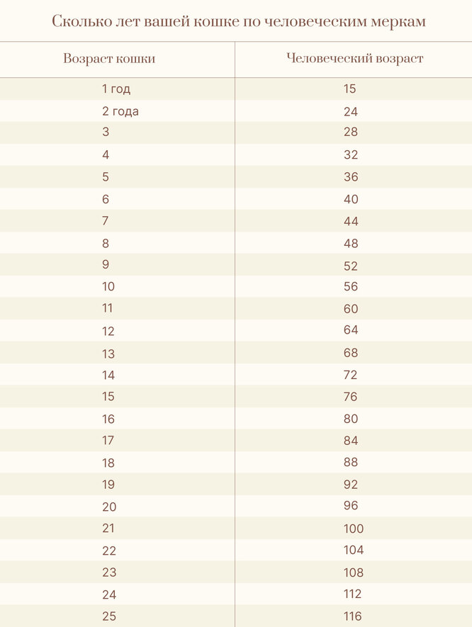 сколько лет кошке по человеческим меркам