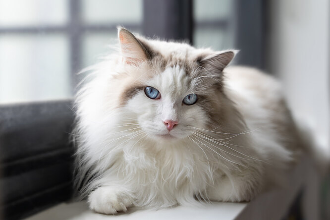 Ragdoll