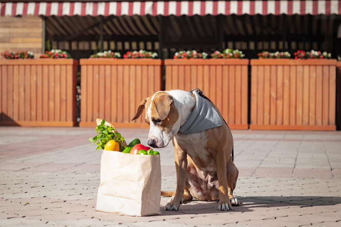 Собака и пакет с продуктами