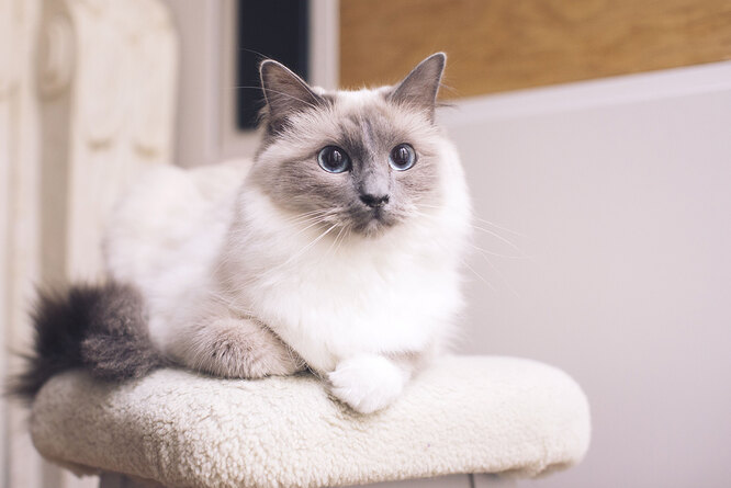 Ragdoll cat