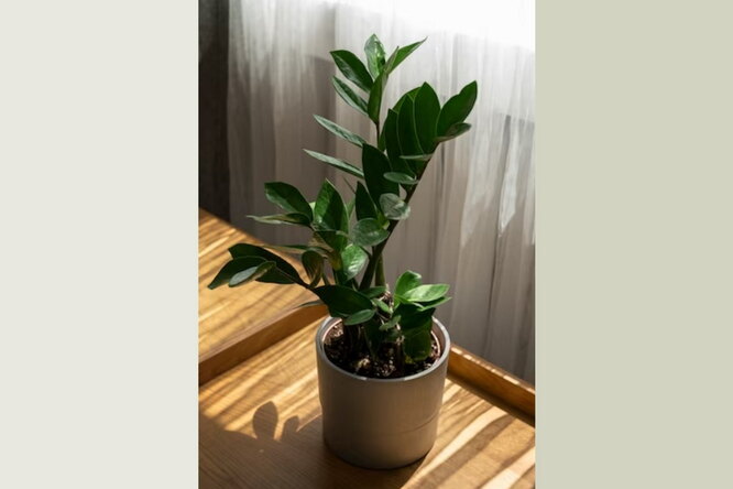 Zamioculcas zamiifolia украсит любое темное помещение