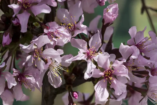 Так выглядит курильская вишня (Prunus kurilensis).