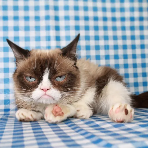 grumpy cat