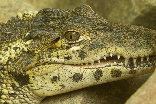 Crocodylus rhombifer отличает прыгучесть и агрессивность