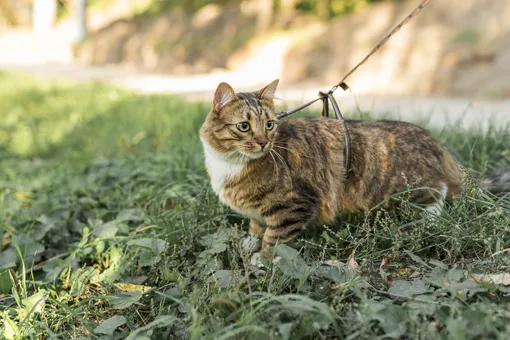 Кошка летом на прогулке