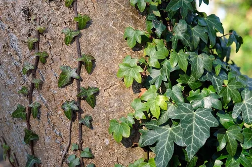 Английский плющ (Hedera helix)