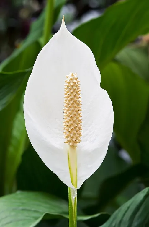 Спатифиллум (Spathiphyllum)