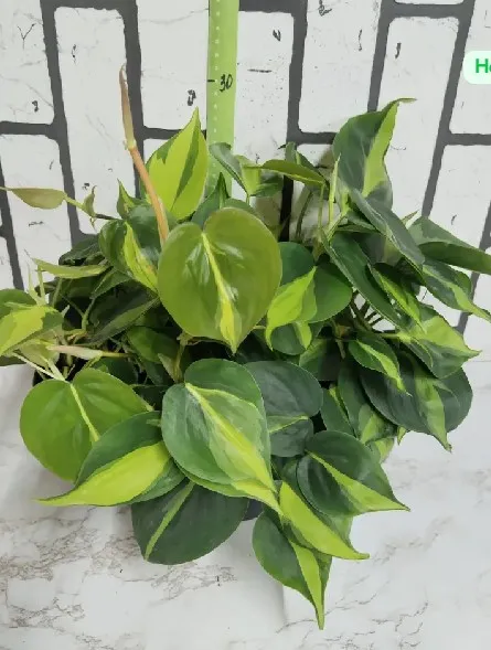 Филодендрон (Philodendron)